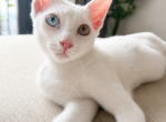 Khaidao Rare Odd Eyed Khao Manee Kitten Profile