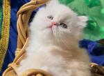Beautiful dollface light golden shaded looks white Profile