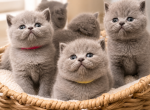 Kittes are ready Profile