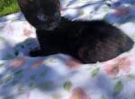 Melanistic bengal Profile