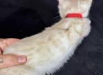 Snow White Bengals Profile