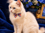 Male TICA Registered Older Kitten Blue Eyes Profile