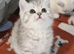 LUXYURY  British Shorthair Kittens  Ready to go Profile