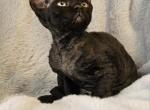 Devon Rex Kittens TICA  CFA Breeding Rights Profile