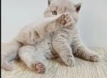 PURE BREED BRITISH SHORTHAIR KITTENS FOR SALE Profile
