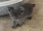GRAY MANX GIRL Profile