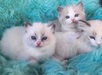 Ragdoll kittens both parents TICA registered Profile