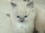 Ragdoll cutie kitties Profile