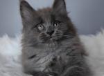 Eshli Profile