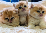 Honey litter Profile