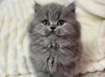 British Longhair Blue Female ready to go home Profile