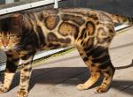 Bengal cat stud tom service available Profile