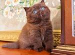 PURE BREED BRITISH SHORTHAIR KITTEN FOR SALE BOY Profile
