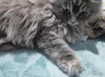 Blue Cream Persian Kitten Profile