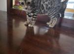 Bengal brown female Profile