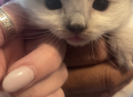 Chloe Babies Profile