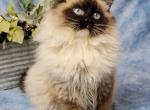 Charlie the Ragdoll Profile