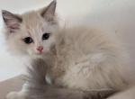 Ragdolls Profile
