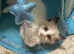 Bicolor seal point female ragdoll  4 weeks old Profile