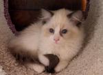 TICA Bicolor Female Ragdoll Kitten Profile