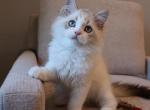 British longhair boy Profile
