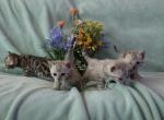 Beautiful snow mink litter Profile