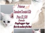 Two Beautiful Scottish Kilt Kittens Profile