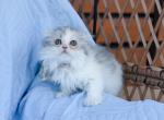 Scottish fold longhair dilute calico girl Profile