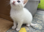 Ragdoll and Domestic Mix Profile