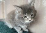 Blue  Maine coon Profile