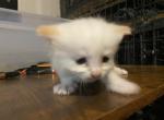 Purebred Siamese female kitten Flame Point Profile