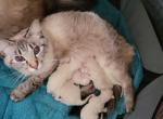 Balinese kittens Profile