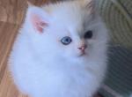 Flkitten1 3 white Profile