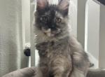 Gwen poly silver torti Profile