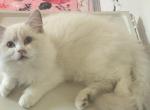 Future STUD Kats ravishing rags lilac bicolor mink Profile