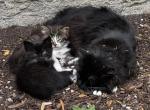 Farm manx kittens Profile
