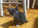 Little Darling girl manx Profile