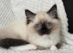 TICA Adorable Ragdoll Girl Seal Point mitted Profile