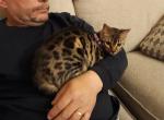Tica High quality Bengal girl Profile