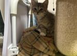 Kittens Profile