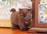 BRITISH SHORTHAIR KITTENS CHOCOLATE BOY Profile