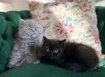 March litter Profile