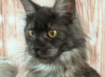 Rada Profile