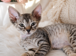 Devon Rex Black Tabby Male And Female Profile