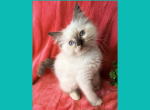 Cheesecake & Cracker Jack Litter Profile