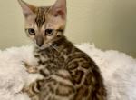 Brown Female Kitten Yellow Collar Profile