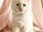 Flame point ragdoll Profile