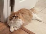 Persian cat Profile