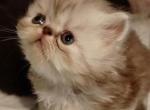 Yahs Kitty Creations Cattery Profile
