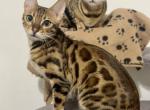 Bengal Kittens Profile